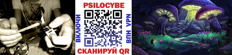 как найти закладки Новоалександровск Псилоцибиновые грибы Cubensis